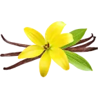 E liquide Vanille